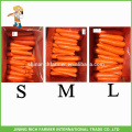 China Natural Fresh Carrot exportadores